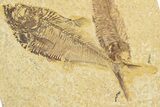 Diplomystus Fossil Fish With Knightia - Wyoming #318602-2